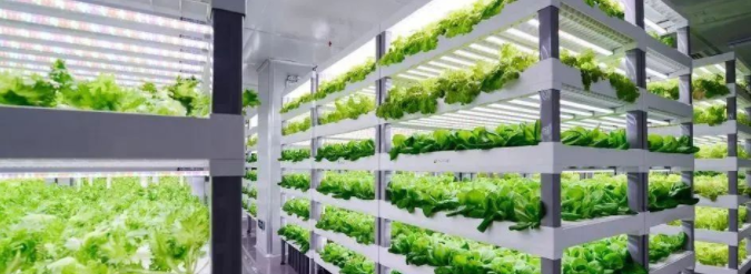 【未来农业】植物工厂：探索农业生产新模式